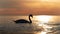 dark silhouette of a majestic white swan, swimming in the Baltic Sea