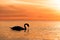 dark silhouette of a majestic white swan, swimming in the mirror-smooth Baltic Sea in front of a breathtaking orange sunset