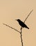 Dark silhouette of a Purple sunbird on a perch