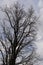 The dark silhouette of a tall luxurious old willow tree against the background of the cloudy sky. Vertical winter photography.