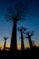 Dark silhouette of three tall baobab trees on a dark blue background during the sunset.