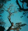 Dark silhouette tree branch and cool blueish tone evening sky photograph, sunlight hitting the top of the tree
