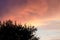 Dark silhouette of a tree crown on a pink dramatic clouds