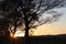 Dark silhouette of trees and cousins against the background of an orange sunset. Evening nature folds to a romantic mood. Warm col