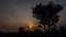 Dark silhouettes of trees and amazing cloudy sky on sunset at twilight time.