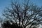 Dark silhoutte of a leafless tree against a blue sky
