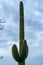 Dark sillhouette saguaro cactus with many growths and looming clouds in background with small sticks on side