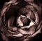 A dark single sepia toned rose with back background