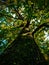 Dark skinned giant tree in the forests.