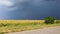 Dark sky over a yellow corn field. A thunderstorm is gathering. A natural phenomenon