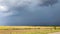 Dark sky over a yellow corn field. A thunderstorm is gathering. A natural phenomenon