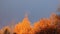 Dark sky and Yellow Leaves. Golden tree leaves. Low angle view. Leaves falling from autumn gold tree. Golden Hour