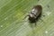 Dark and small Coleoptera beetle of the Family Ptylodactilidae walkin on a green leaf.