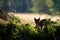 Dark small lynx cub in the fron shaddow with light grass and background in back