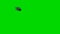 Dark Smoke or Cloud Flying Around on a Green Screen Background