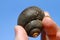 Dark Snail Shell Blue Sky Background - gastropod shell