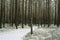 Dark snowy forest in winter