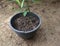 Dark soil with higher fertility on a black plastic container with a planted ginger plant