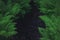Dark space for your text between large bushes of green fern
