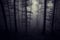 Dark spooky creepy forest with fog at night