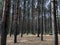 Dark spooky dense forest, many trunk trees, nature background