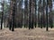 Dark spooky dense forest, many trunk trees, nature background