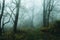 A dark spooky forest with trees silhouetted on a foggy autumn day