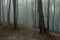 Dark spooky trail in foggy forest during rainy moody day