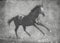 The dark sport stallion runs gallop on freedom. In black and white artistic treatment