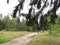 A dark spruce branch hangs over a rural road with trees and bushes