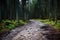 Dark spruce forest after rain