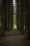 Dark spruce forest in Scandinavia