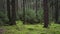 Dark spruce pine forest background young trees