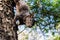 Dark squirrel waiting for food on tree