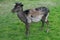 Dark stained deer mouflon green grass meadow profile looking side