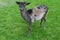Dark stained deer mouflon green grass meadow profile looking side