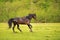 The Dark Stallion runs along the green pasture in the spring against the background of the green forest