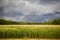 Dark Storm Clouds over Corn Fields