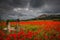 Dark storm over Trevi medieval village and red field of poppies in Umbria