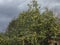 Dark stormy autumn sky with clouds and old yellow apple tree. wild Apple orchard