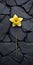 Dark Surrealism Yellow Daffodil On Stone Wall - Stereotype Photography