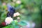 Dark Swallowtail Butterfly in a garden