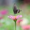 A dark Swallowtail  butterfly and pink flower