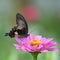 A dark Swallowtail  butterfly and pink flower