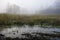 Dark swamp, Kampinos National Park, Poland