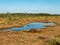 Dark swamp lakes and small pines, reed and marsh landscape in the swamp