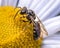 A Dark Sweat Bee (Lasioglossum) on a white Montauk daisy flower