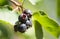 Dark sweet Irga berries on a branch in the garden