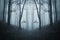 Dark symmetrical creepy forest with fog in late autumn