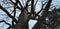 Dark tall bare tree with beautiful branches against cloudy sky. Trunk in snow, winter forest